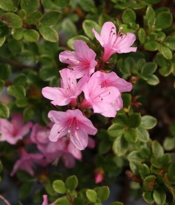 Hane Otame Japanese Azalea