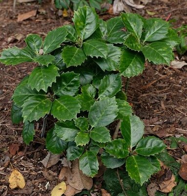 Dwarf Turtle Shell Japanese Laurel