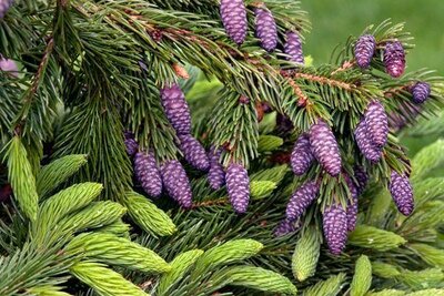 Purple Coned Spruce Tree