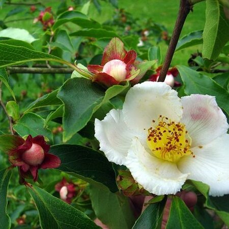 Beaked Stewartia