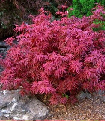 Fireball Japanese Maple