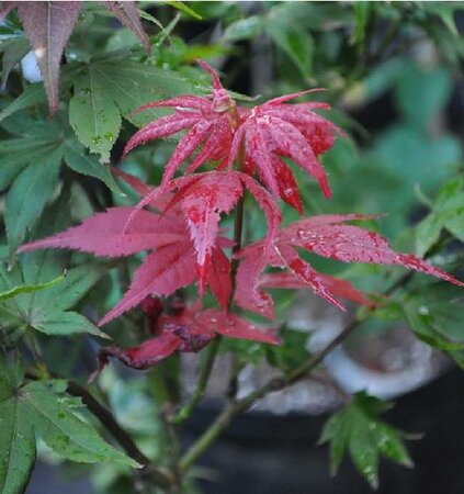 Ruby Stars Japanese Maple