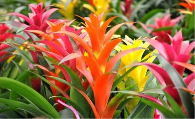 Bromeliad Assorted