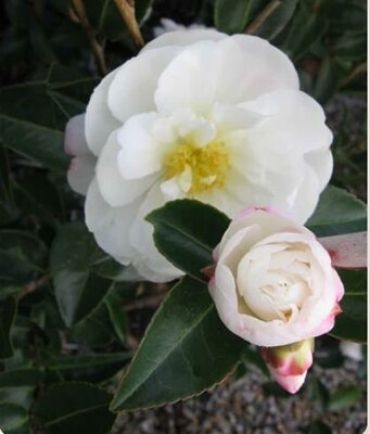 Asakura Camellia