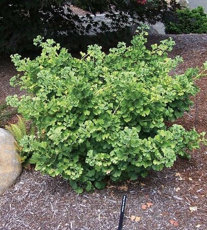 Mariken Ginkgo Tree