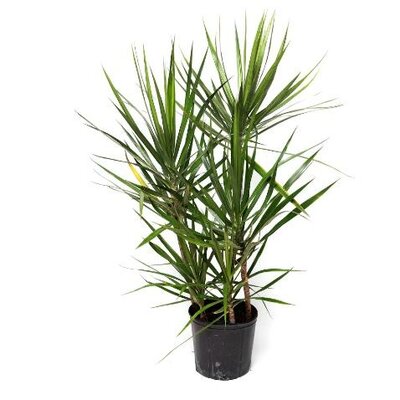 Dracaena Dragon Green Jewel 2PPP