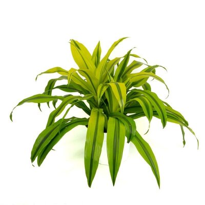 Dracaena Kristi