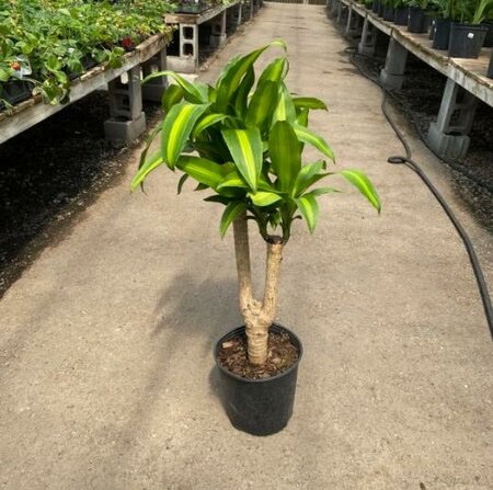 Corn Plant single cane