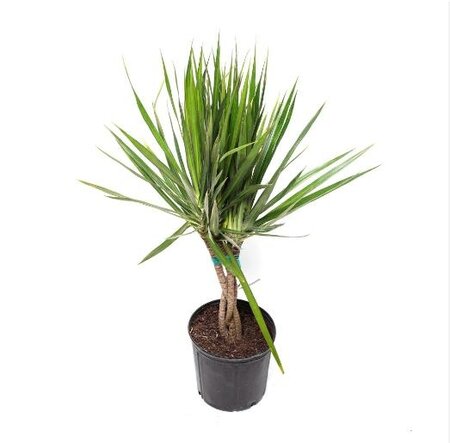 Dracaena Marginata Flat Weave