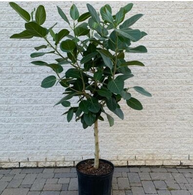 Ficus Audrey Standard