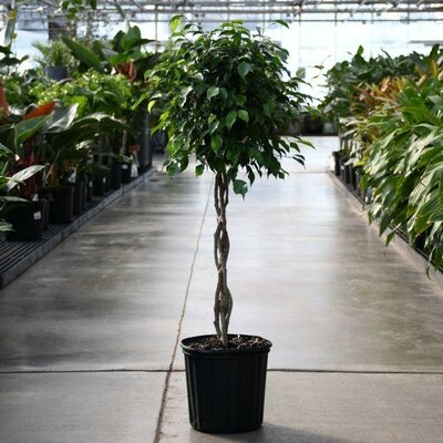 Weeping Fig Ficus Benjamina Standard