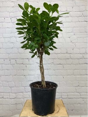 Ficus Daniela Braid