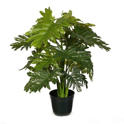 Philodendron Selloum