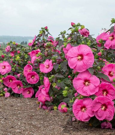 Passion Head over Heels Hardy Hibiscus