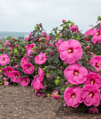 Passion Head over Heels Hardy Hibiscus