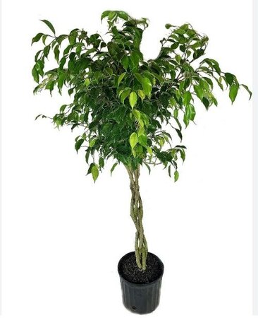 Weeping Fig Braided Tree