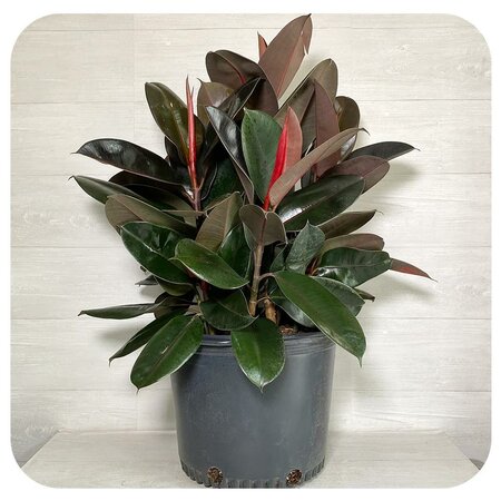 Rubber Plant Burgandy
