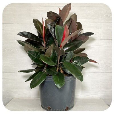 Rubber Plant Burgandy