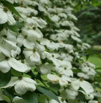 Constellation Dogwood