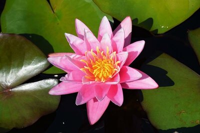 Sunset Pink Hardy Water Lily