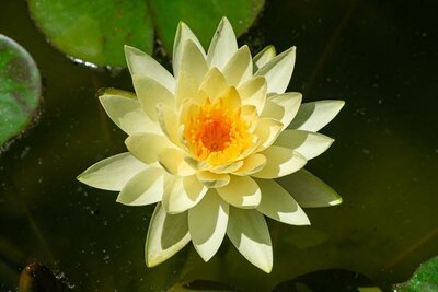 Chromatella Hardy Water Lily