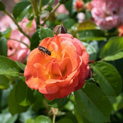 Orange Glow Knock Out Rose