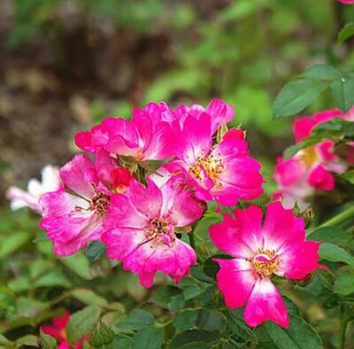 Pink Drift Rose