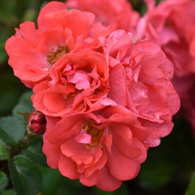 Drift Red Rose