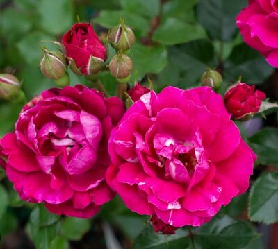 Sunblaze Candy Mini Rose