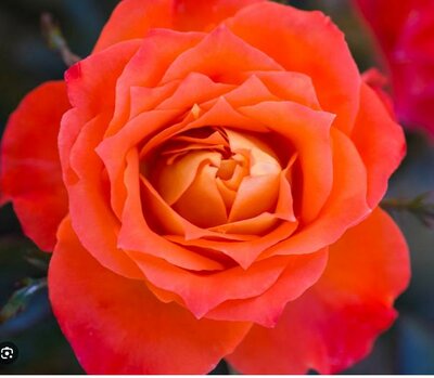 Sunblaze Mandarin Mini Rose