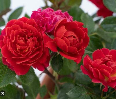 Sunblaze Watermelon Mini Rose