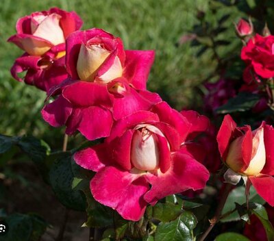 Cherries & Champagne Hybrid Tea Rose