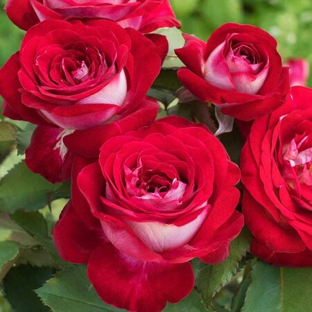 Love Hybrid Tea Rose