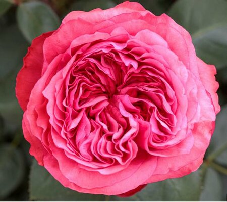 Loves Me, Loves Me Not Rose