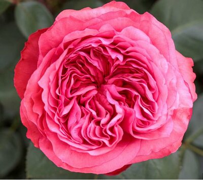 Loves Me, Loves Me Not Rose