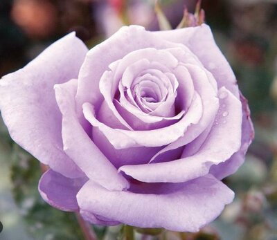 Sterling Silver Rose