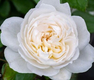 Bolero Floribunda Rose