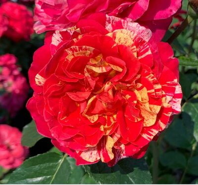 Winning Streak Floribunda Rose