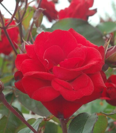 Europeana Tree Rose