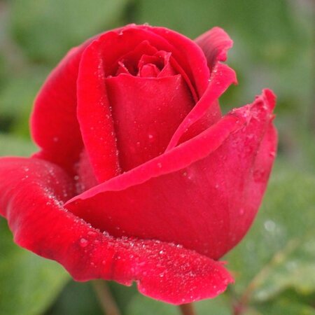 Mister Lincoln Hybrid Tea Tree Rose