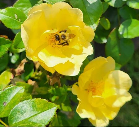 Easy Bee-zy Knock Out Rose