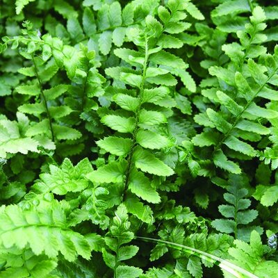 Western Sword Fern