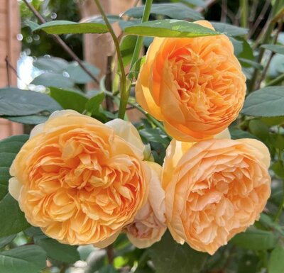 Bring Me Sunshine David Austin Rose