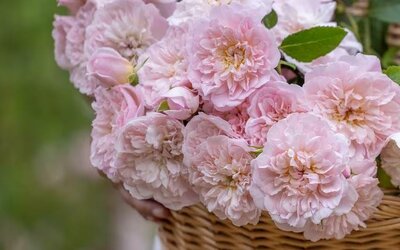 Elizabeth David Austin Rose