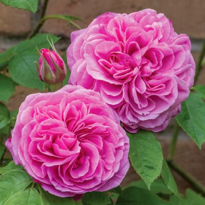 Gertude Jekyll David Austin Rose