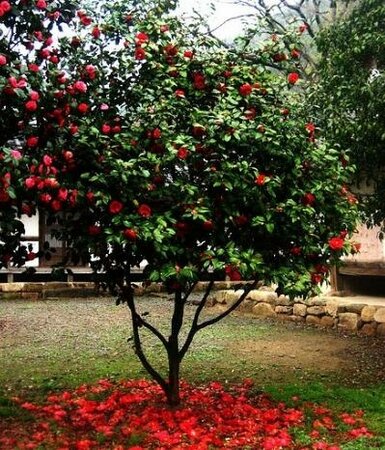 Yuletide Camellia Patio Tree