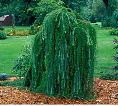 Weeping Larch