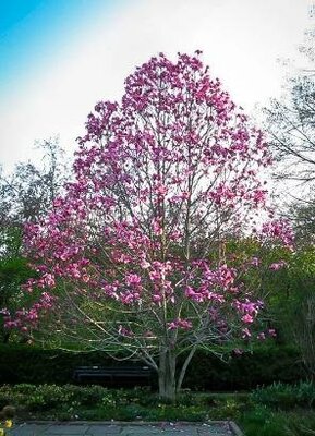 Galaxy Magnolia