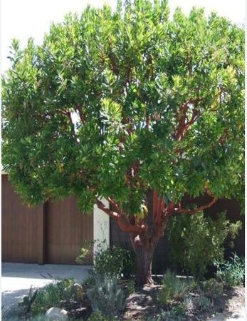 Dwarf Strawberry Tree