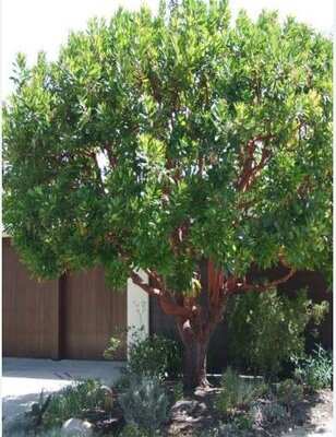 Dwarf Strawberry Tree